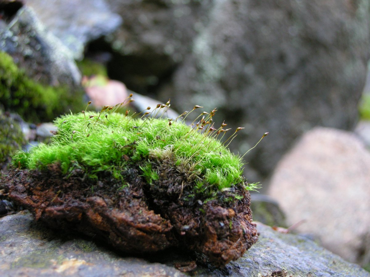 Gredleriana tweet media