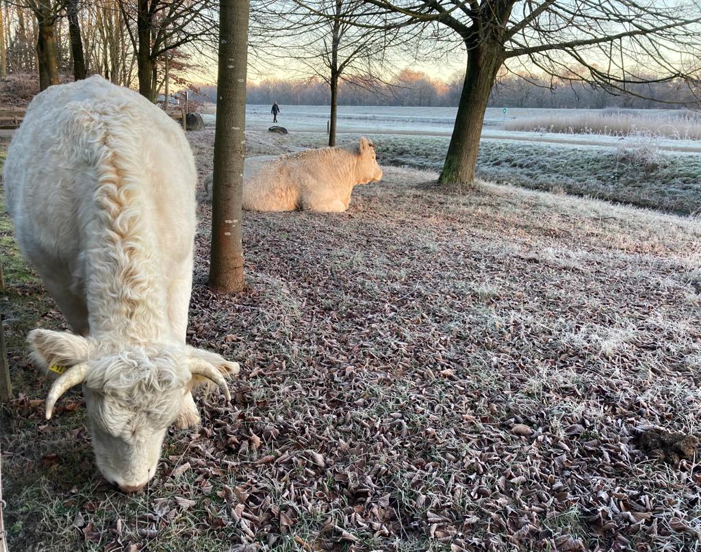 karinkos1's tweet photo. Het is prachtig vandaag in het Goois Natuurreservaat! Op verzoek van onze boswachters: blijf op de paden, dan verstoor je de natuur niet. https://t.co/49Akrf8BST