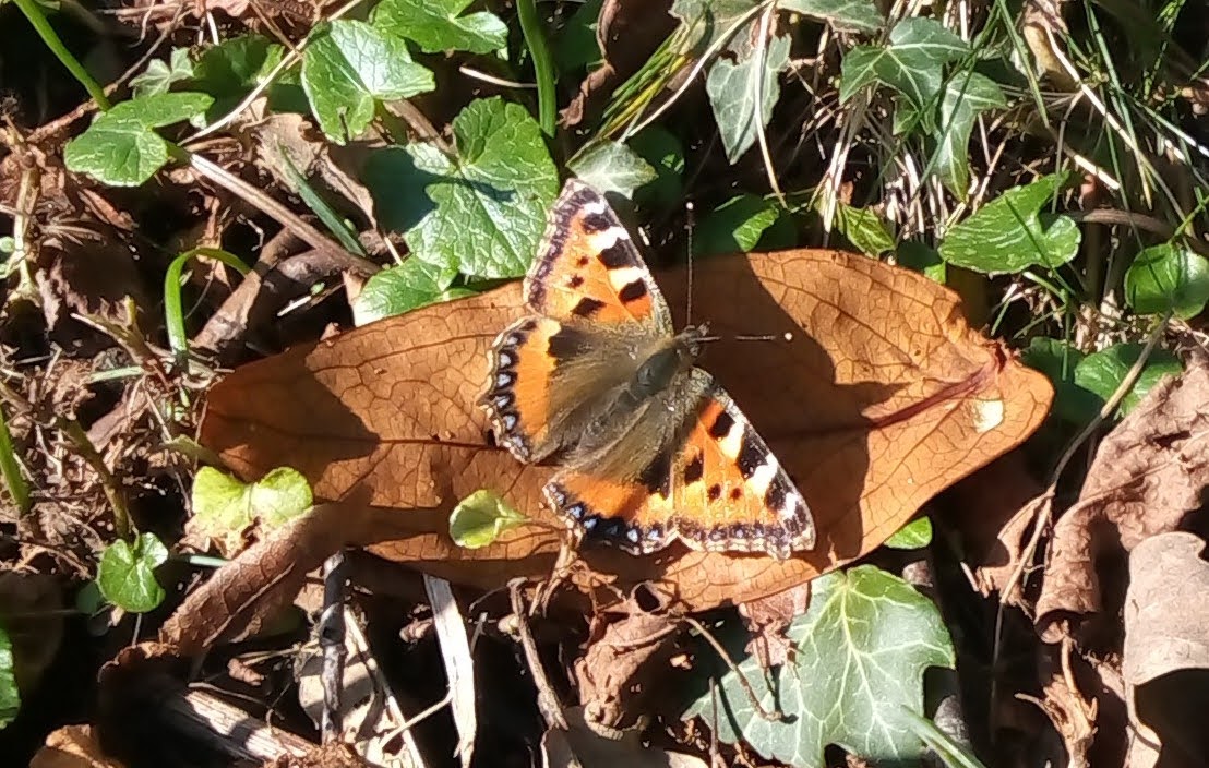 My first #butterfly of the year 2021, a #smalltortoiseshell in a local churchgrounds on 28th February. So just over 2 months to wait to see my favourite creatures! It was however nearly a month until I saw more! 🤞🤞🤞🦋😍😁#TitliTuesday  @BC_Lancs #positivity #joy #vitaminN