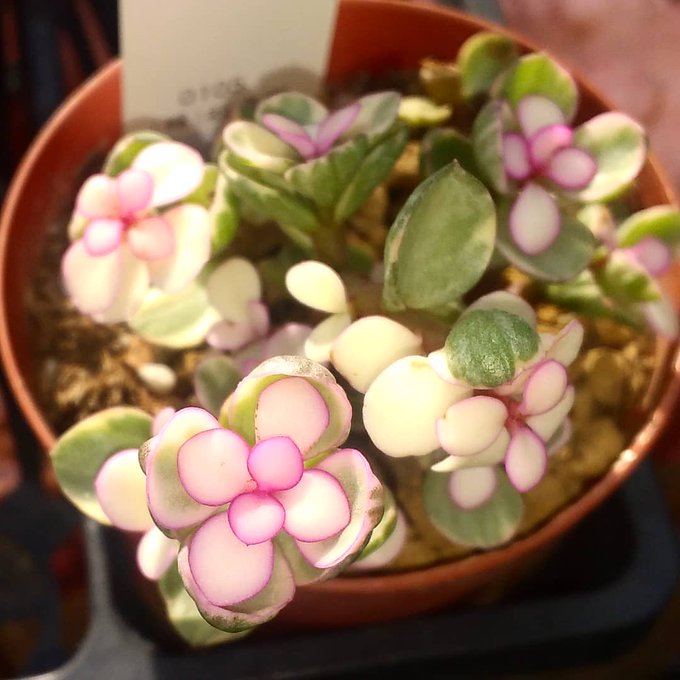 鹿沼市のtwitterイラスト検索結果 鹿沼市のtwitterイラスト検索結果