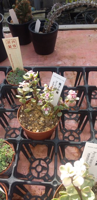 鹿沼市のtwitterイラスト検索結果 鹿沼市のtwitterイラスト検索結果