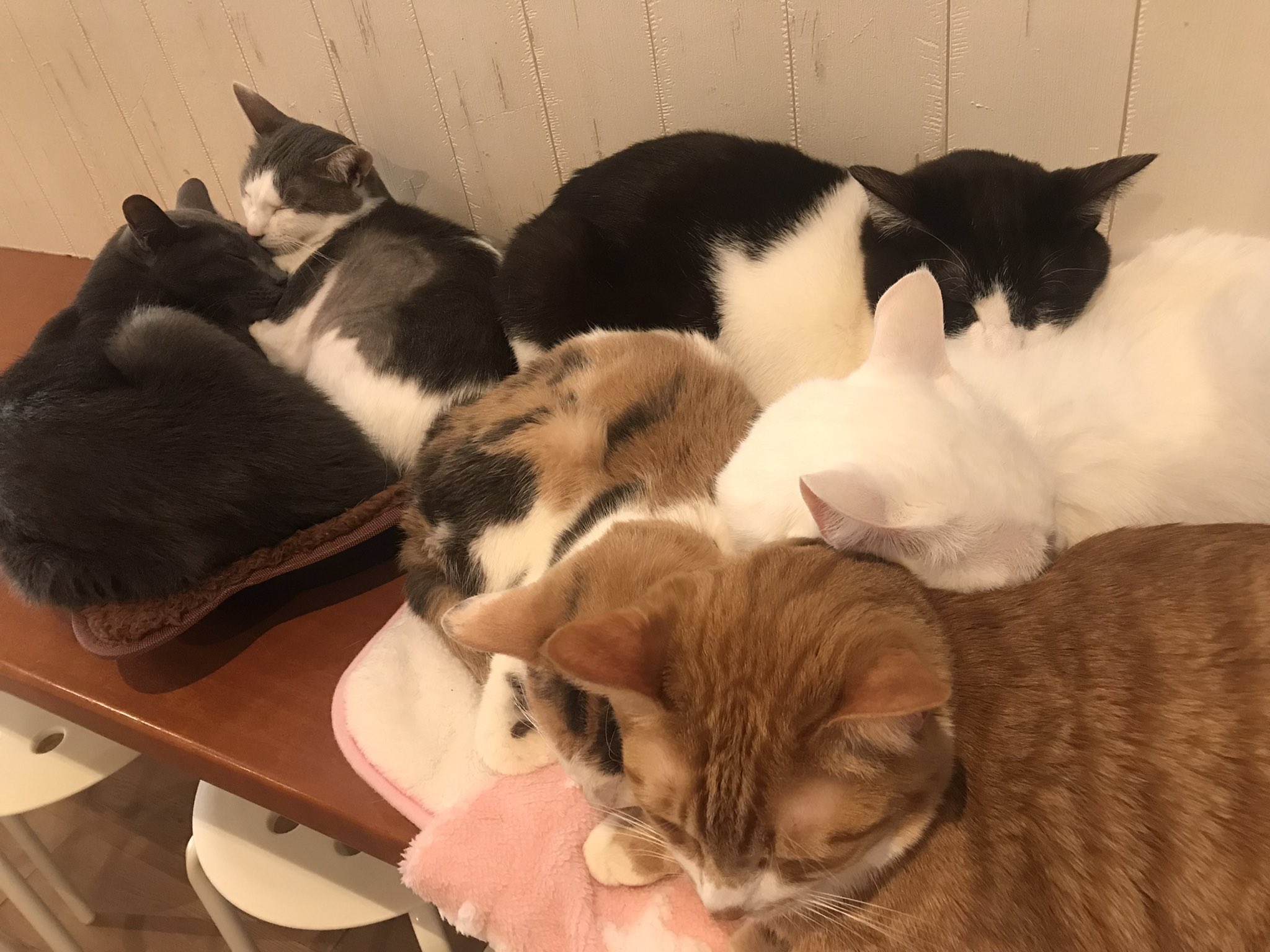 猫カフェtango Tango Twitter