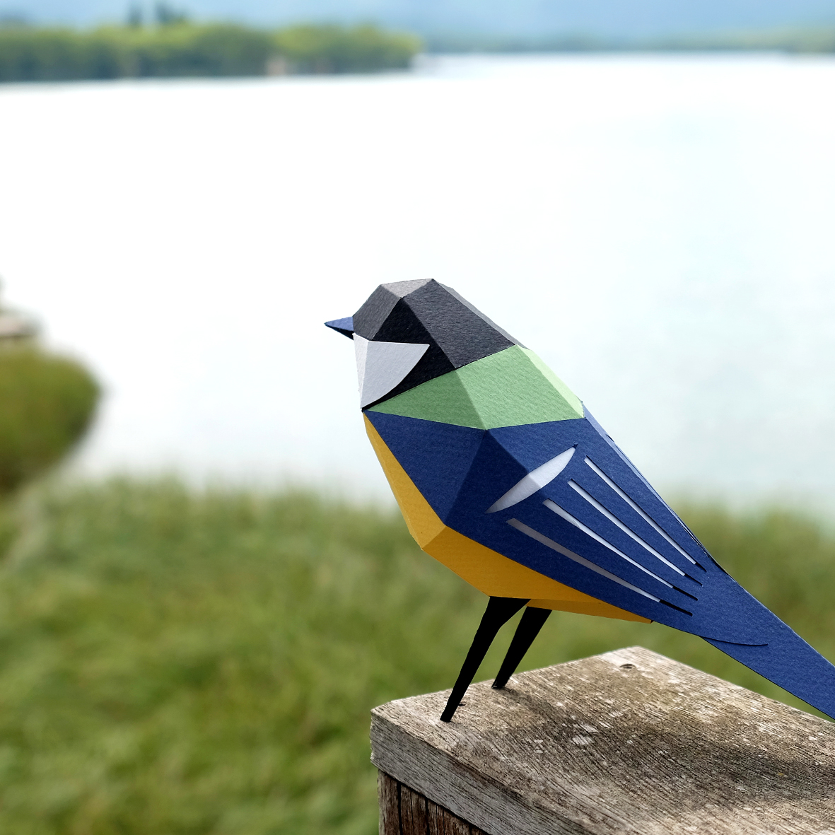 plegopaper's tweet image. *PARUS MAJOR*
Mallerenga carbonera
Great tit 
Mésange charbonnière
Carbonero común 
Kohlmeise
Cinciallegra
Koolmees
Chapim-real

#plego #PLEGOpaper