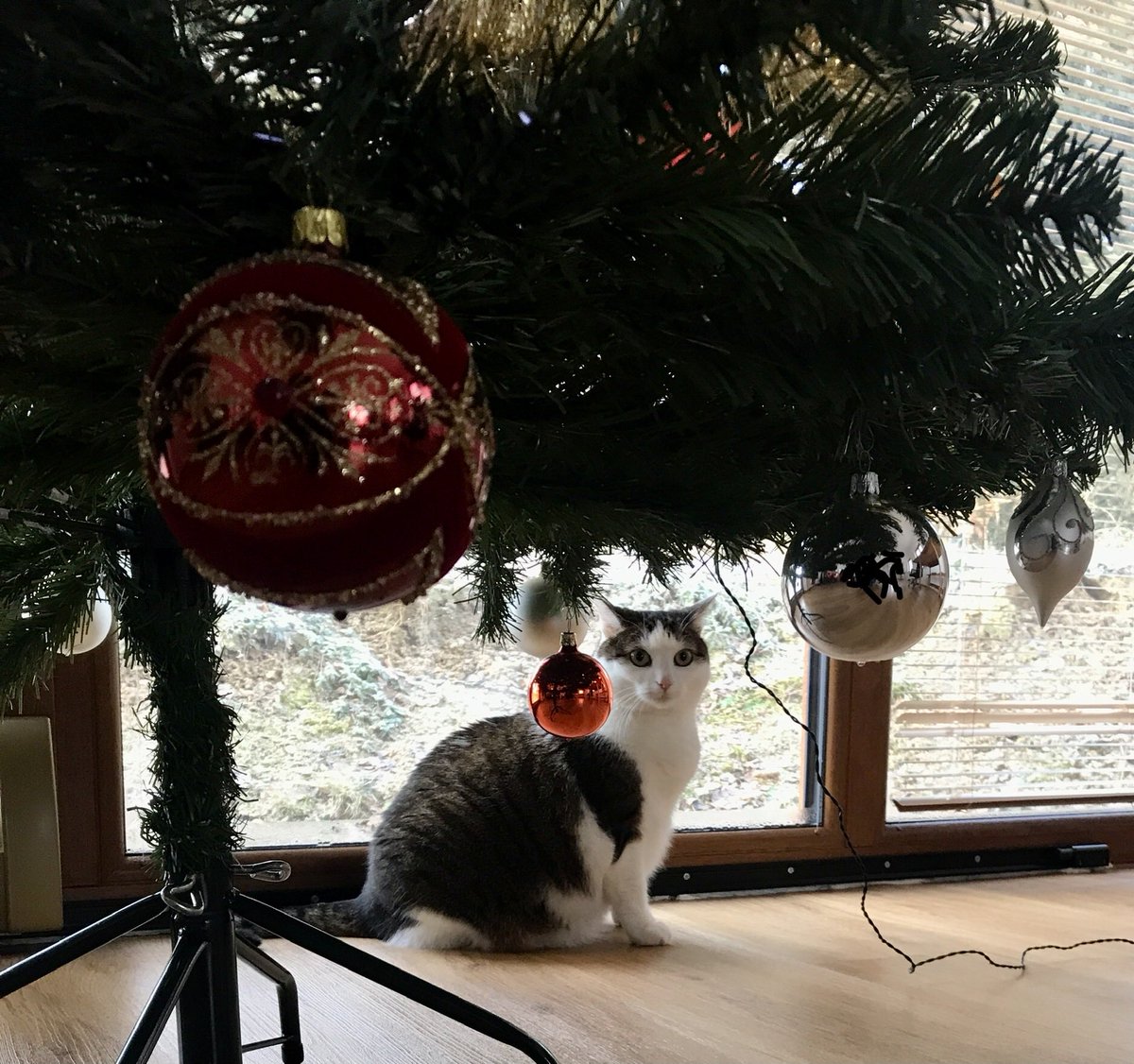 Merry Christmas ❤️⁦<a href="/FartyCheddarCat/">Cheddar</a>⁩