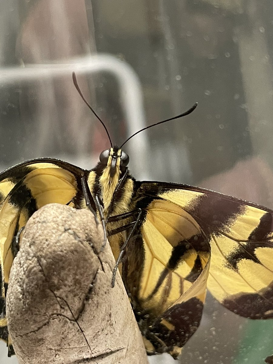LisaCMomOf3's tweet photo. Yeah. So this just happened. I brought a #chrysalis home from work in Sept (I work at an elementary school). Kept it in a jar on a shelf. The #butterfly emerged about 1.5 hrs ago to our amazement 🦋 @GlobalBC @KGordonGlobalBC @TheRichmondNews @FunRichmond https://t.co/ZQ8TBEJoQm