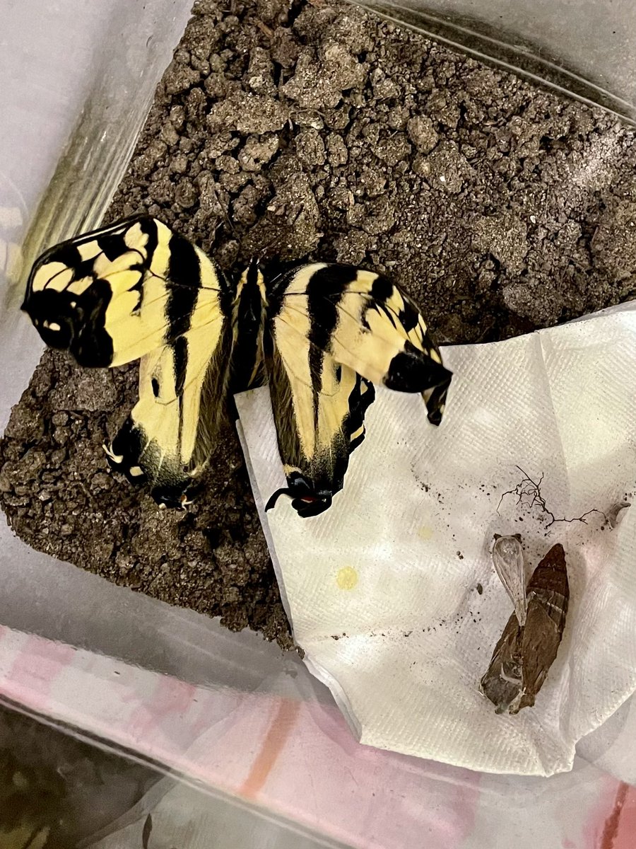 LisaCMomOf3's tweet photo. Yeah. So this just happened. I brought a #chrysalis home from work in Sept (I work at an elementary school). Kept it in a jar on a shelf. The #butterfly emerged about 1.5 hrs ago to our amazement 🦋 @GlobalBC @KGordonGlobalBC @TheRichmondNews @FunRichmond https://t.co/ZQ8TBEJoQm
