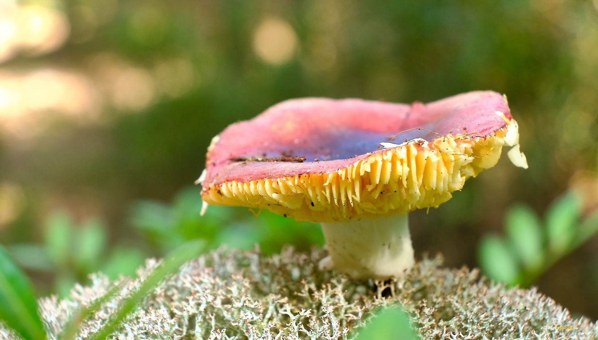 fj2marquez's tweet photo. SETAS 🍄 
Cada día que pasa más disfruto de la fotografía. 

Equipo:
#fujixt3 + #Fujinon 18-55 + tubo de extensión. 
Editado con CaptureOne. 
@fujifilm_es https://t.co/I7Wi4Lfg8F