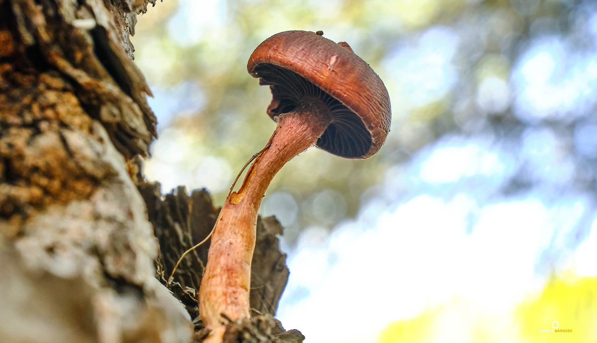 fj2marquez's tweet photo. SETAS 🍄 
Cada día que pasa más disfruto de la fotografía. 

Equipo:
#fujixt3 + #Fujinon 18-55 + tubo de extensión. 
Editado con CaptureOne. 
@fujifilm_es https://t.co/I7Wi4Lfg8F