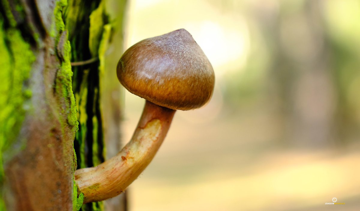 SETAS 🍄 
Cada día que pasa más disfruto de la fotografía. 

Equipo:
#fujixt3 + #Fujinon 18-55 + tubo de extensión. 
Editado con CaptureOne. 
<a href="/fujifilm_es/">Fujifilm España</a>