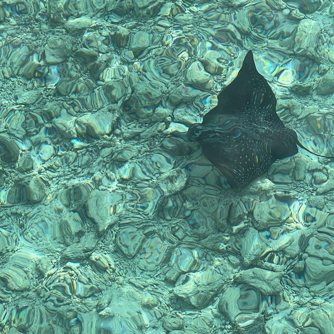 GrandParkMaldvs's tweet photo. Can you guess what is this beautiful creature?
📸 @ramonlifeadventures
Check out our Kodhipparu Getaway with dinners & transfer. Book now: https://t.co/RFHDjjvd6u or in bio.
#grandparkkodhipparu #discoverlove #discoverparadise #parkhotelgroup #makingmomentsintime https://t.co/62PpHwQFt8