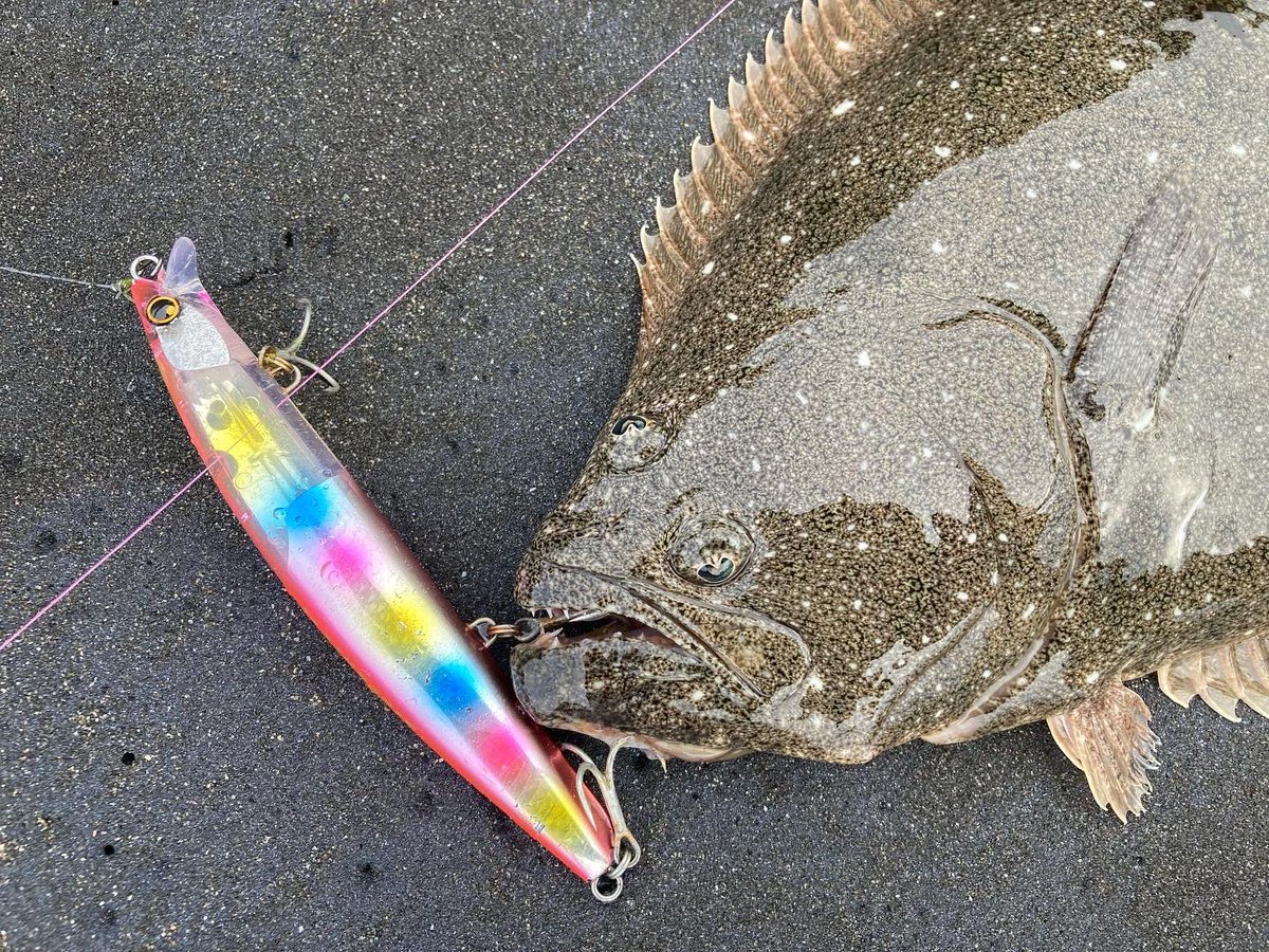 Kuros_Fishing's tweet photo. ヒラメミノーSR 130F/Sが店頭に並び始めました！平均飛距離(ｶﾀﾛｸﾞ値)F=70.6、S=80.0で追い風時であれば90m近く飛びます！

短いリップでボトムに刺さらず這って泳いでくれるので、遠浅や根掛かりが気になるエリアでもしっかり誘えますよ🙆‍♂️是非手に取ってみて下さい！

#SHIMANO
#NESSA 
#ヒラメ https://t.co/e2bBdbczio