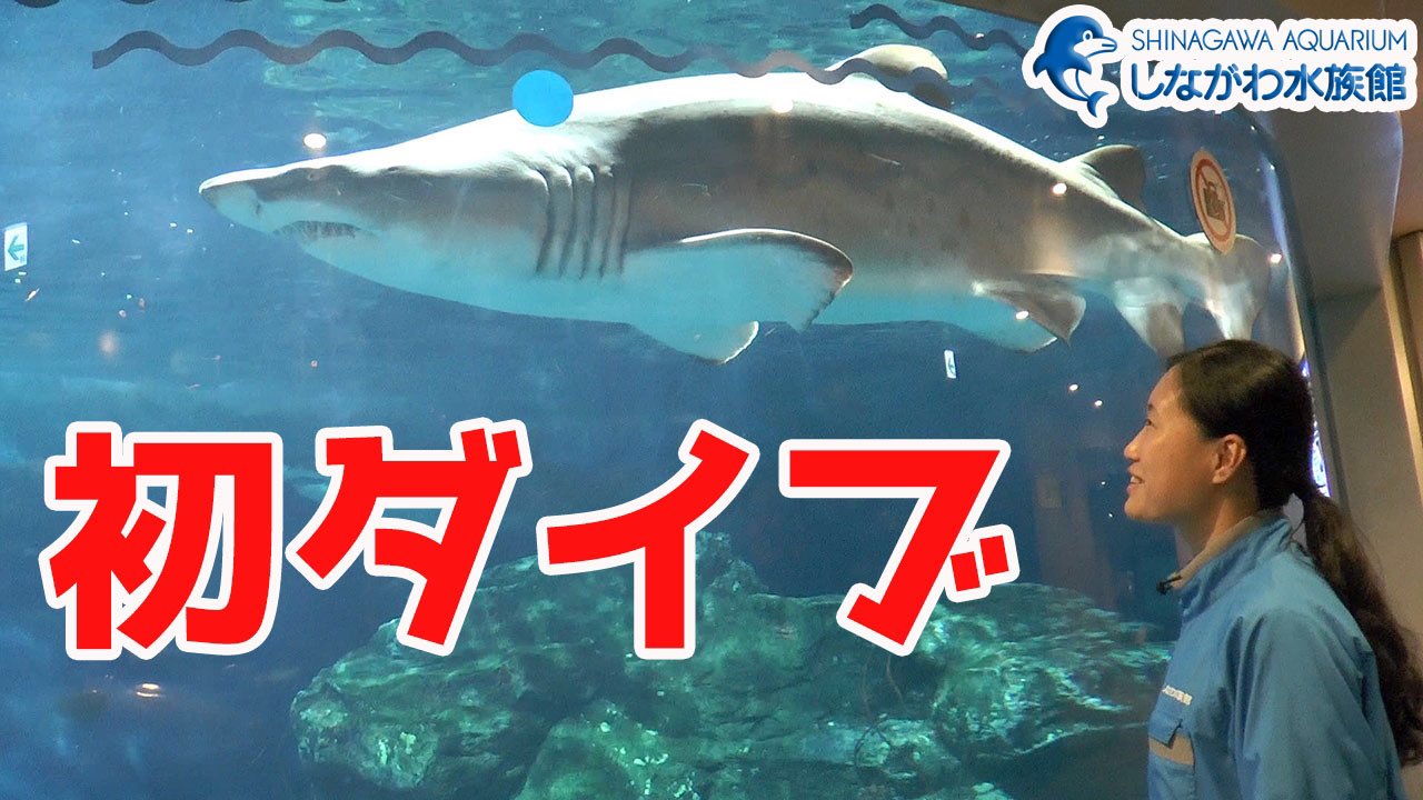 しながわ水族館 第一段は 女性飼育員がサメ水槽潜水に初挑戦 サメ水槽初ダイブです ぜひ 動画をご覧になられたらグッドボタン とチャンネル登録 よろしくお願いいたします サメ シロワニ Youtube Twitter