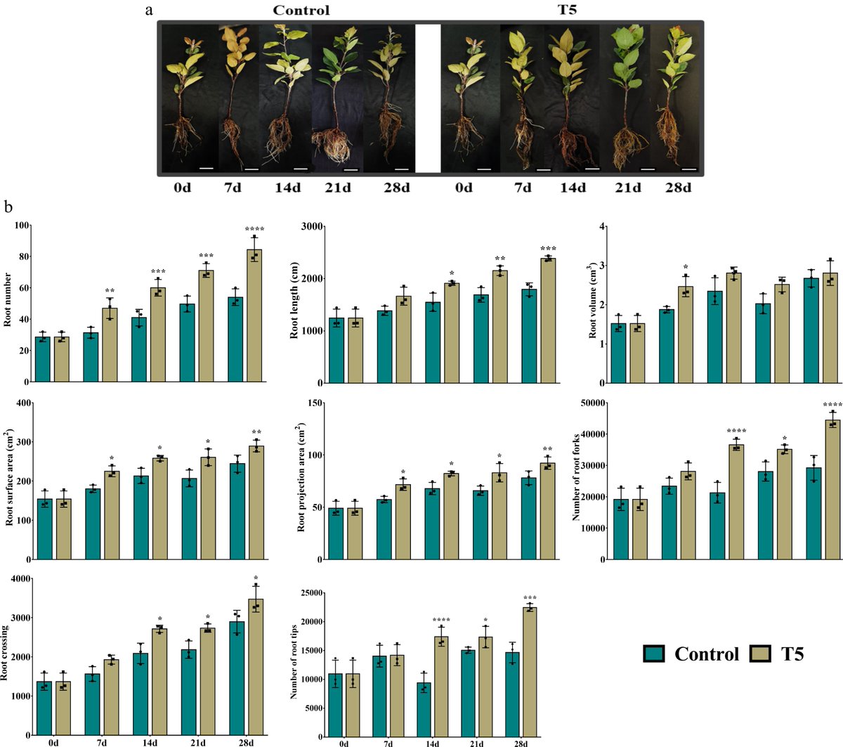 FruitResearch's tweet photo. Nitrate application affects root morphology by altering hormonal status and gene expression patterns in B9 apple rootstock nursery plants
https://t.co/kbJ1xDkgXf
#FruRes #Fruit https://t.co/4SKubi2Yl3
