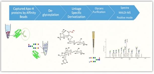 AnalBioanalChem's tweet image. Apo-H (beta-2-glycoprotein) intact N-glycan analysis by #MALDI-TOF-MS using sialic acid derivatization
by Muhammad Najam-ul-Haq et al @bzupakistan @ics_bzu #ApoH #glycoprotein #Sialic #HILIC #plasma #glycan

link.springer.com/article/10.100…