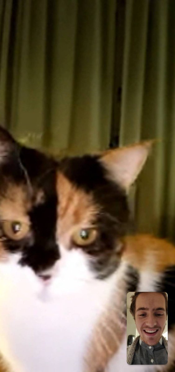 akerstromalva's tweet photo. Bf on facetime with our cat. https://t.co/JlBzpmnIIc