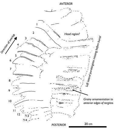 GeolSoc's tweet photo. How many shoes would a giant millipede need? 

Well now we might find out! Research published in the Journal of the Geological Society documents a record-setting giant myriapod fossil discovered in the UK providing insights into biology &amp; habitat.

https://t.co/MDFSkYVL2y https://t.co/Eh3xS5i2Bp