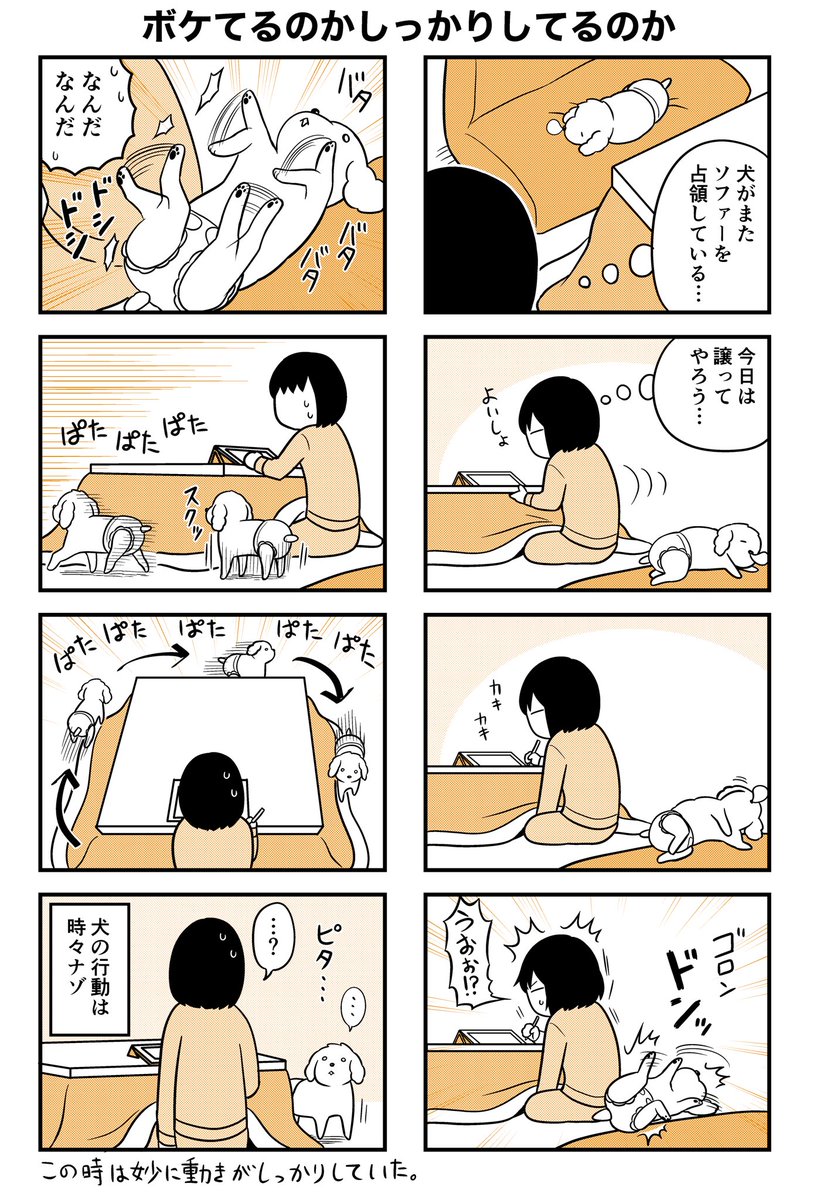 老いた犬の謎行動集

謎だけど可愛い☺️ 