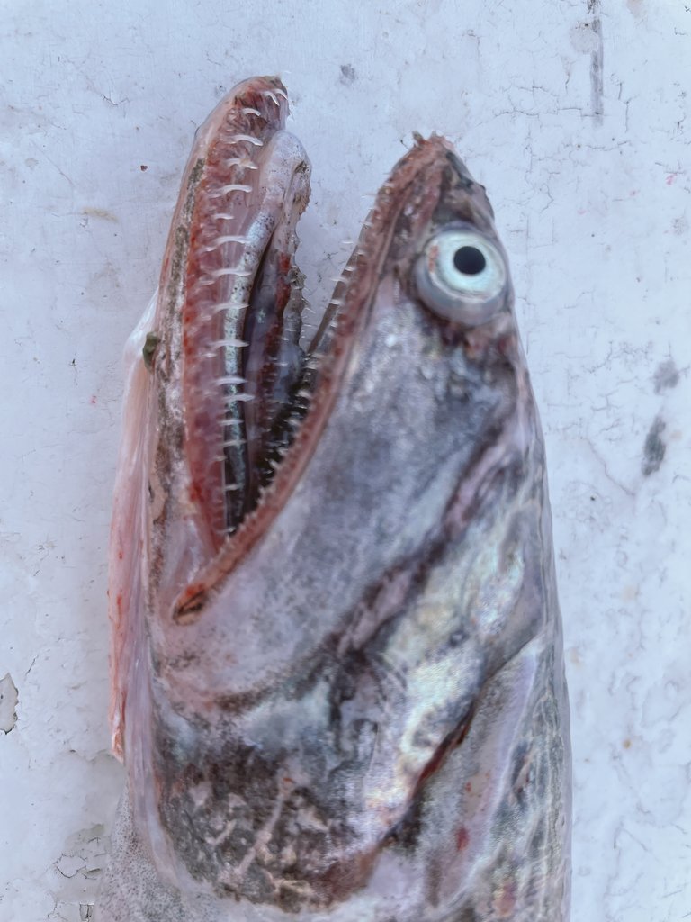 底曳網漁師の深海魚チャンネル Shinkaigyo Ch Twitter