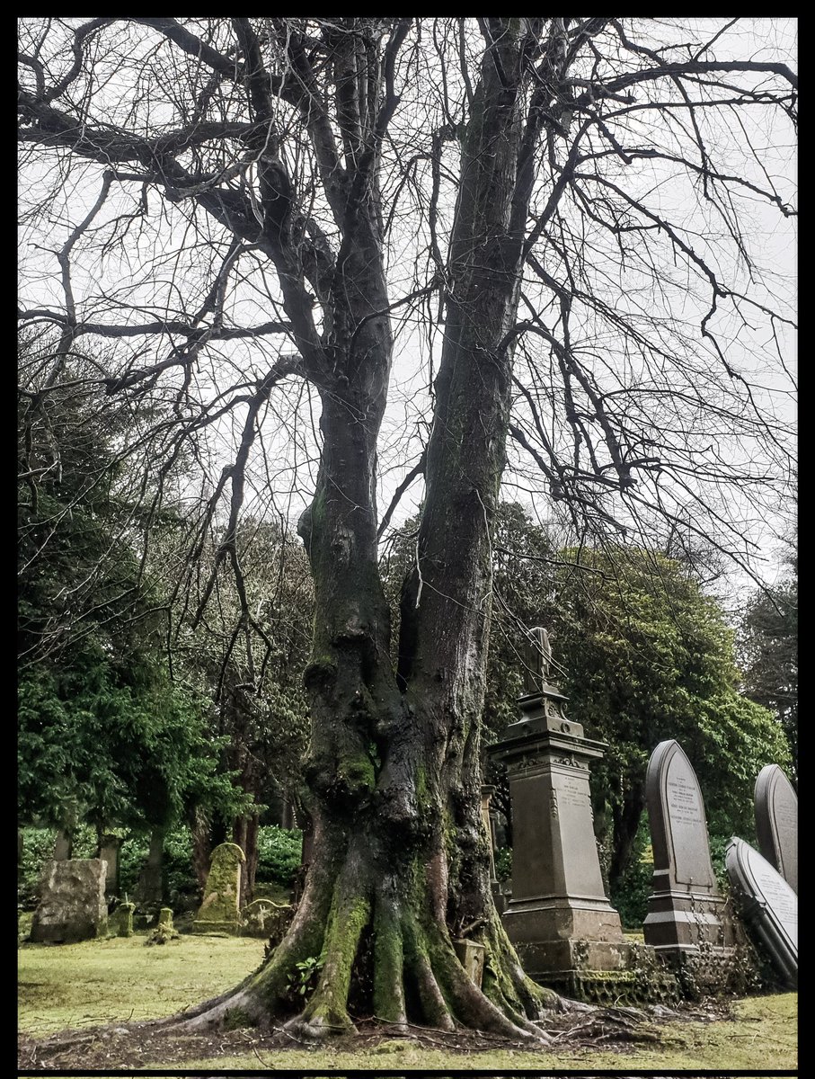 TheCemetress's tweet image. Happy #thicktrunktuesday Everyone!!!
🥰🌲⚰🌬✌🏽🖤
#MyGarden
#TeamTree
#Treemunity