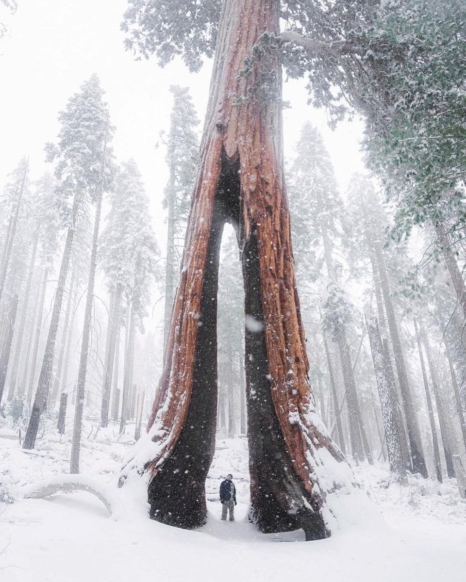 natureheel's tweet photo. 🌨🌲Sequoia National Park,U.S 🌨

📸 everchanginghorizon https://t.co/f81VKIwpqT