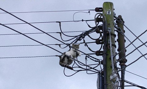 ombudsman_s's tweet photo. Did someone circuit breaker - surely they mean LOCKDOWN #CatsOfTwitter https://t.co/H243yiYOoM