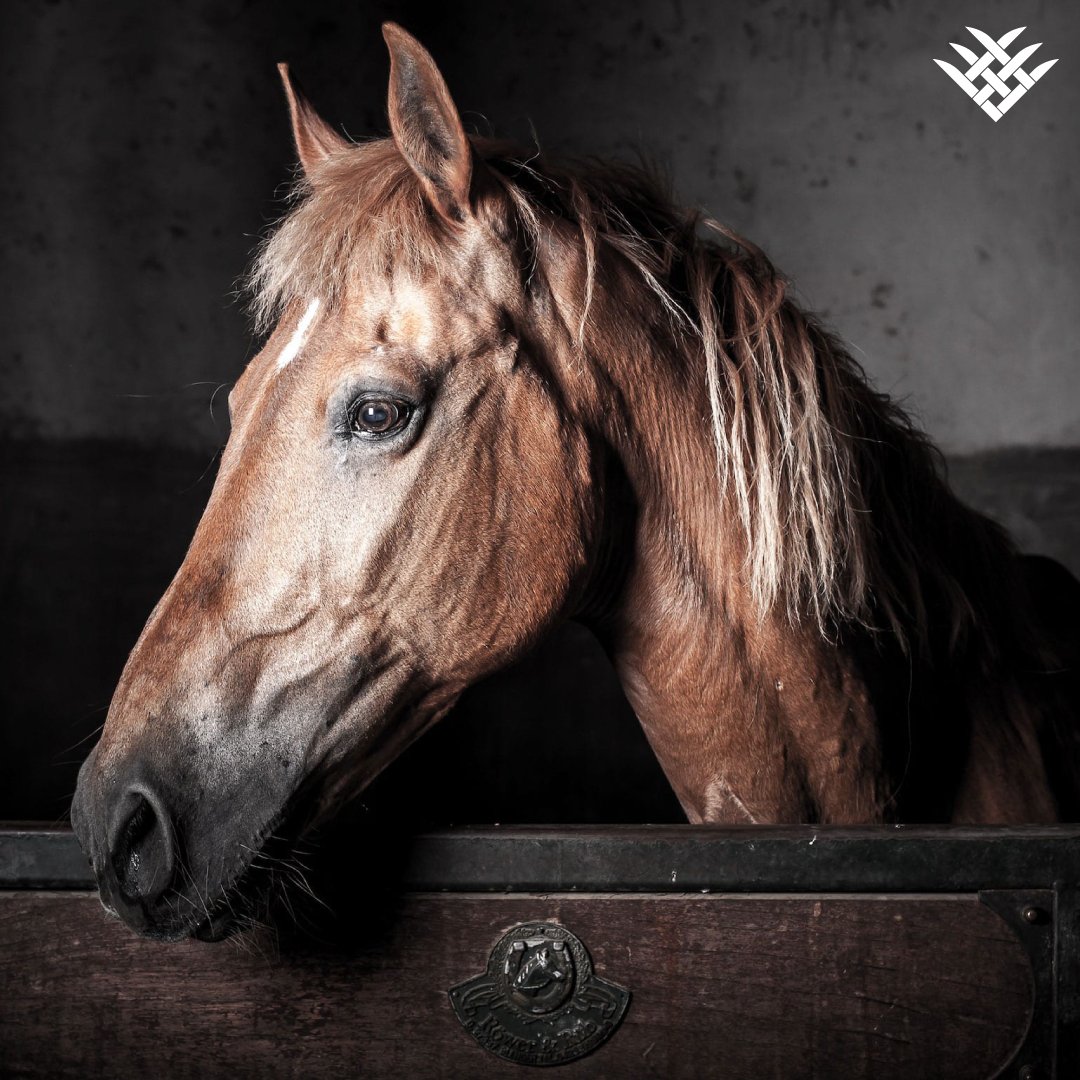 FarmStable's tweet photo. Today is the shortest day of the year, so if your horses are stabled, make sure they have enough water and bedding to last them the long night. 

#wintersolice #equinelife #equineprofessional #FarmStable_UK #farmstableuk #horse #horses https://t.co/c9cHBDMCmI