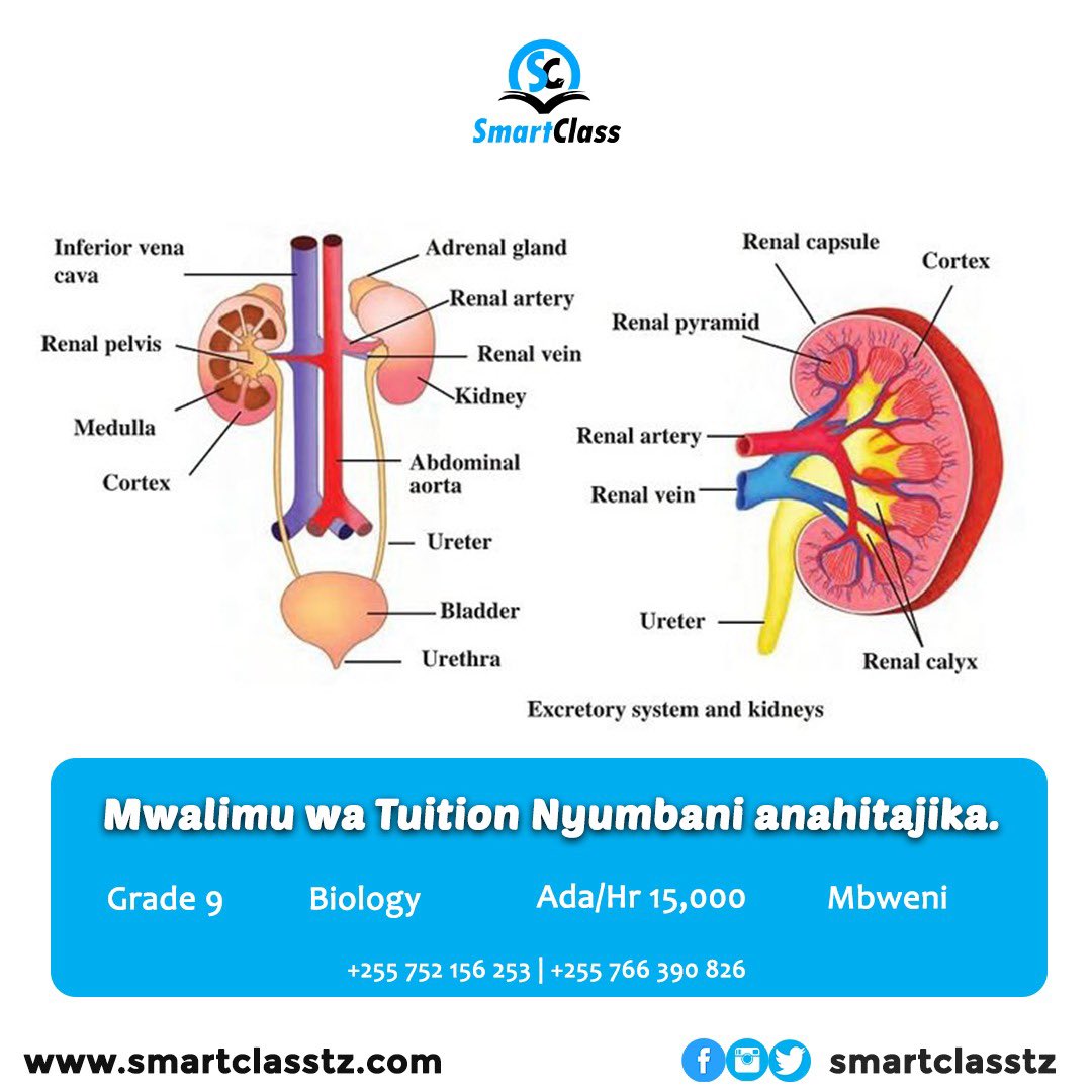 AsheryDuma's tweet image. 📍𝐌𝐛𝐰𝐞𝐧𝐢 📚 𝐆𝐫𝐚𝐝𝐞 𝟗 📔 𝐁𝐢𝐨𝐥𝐨𝐠𝐲
Mwalimu anahitajika kwa ajili ya mtoto (Mwanafunzi wa Cambridge) kwa ajili ya extra classes, nyumbani.
*Jisajili smartclasstz.com kupata kazi hii, piga 0766390826.
#SomaKidigitali 👨🏾💻
#SomeaNyumbani🏡
#ExtraClasses 📚