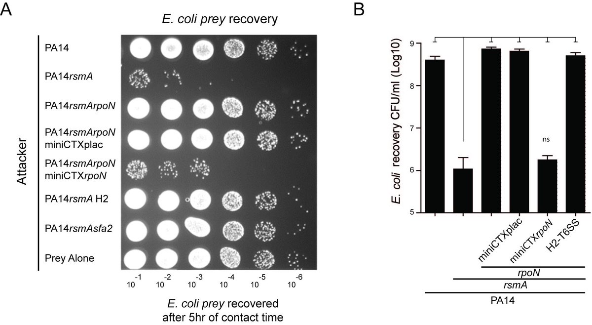 Luke Allsopp (@luke_allsopp) on Twitter photo What factors are required for bacterial fighting? Our latest study in @NAR_Open shows that the H2-T6SS and its effectors requires the regulators Sfa2 and RpoN in #Pseudomonas Great work <a href="/AlColls/">Alice Collins</a> Eleanor <a href="/towo_towo/">Tom Wood</a> <a href="/FillouxLab/">Filloux lab</a> @CMBI_Imperial <a href="/ImperialNHLI/">NHLI</a> academic.oup.com/nar/advance-ar… What factors are required for bacterial fighting? Our latest study in @NAR_Open shows that the H2-T6SS and its effectors requires the regulators Sfa2 and RpoN in #Pseudomonas Great work <a href="/AlColls/">Alice Collins</a> Eleanor <a href="/towo_towo/">Tom Wood</a> <a href="/FillouxLab/">Filloux lab</a> @CMBI_Imperial <a href="/ImperialNHLI/">NHLI</a> academic.oup.com/nar/advance-ar…