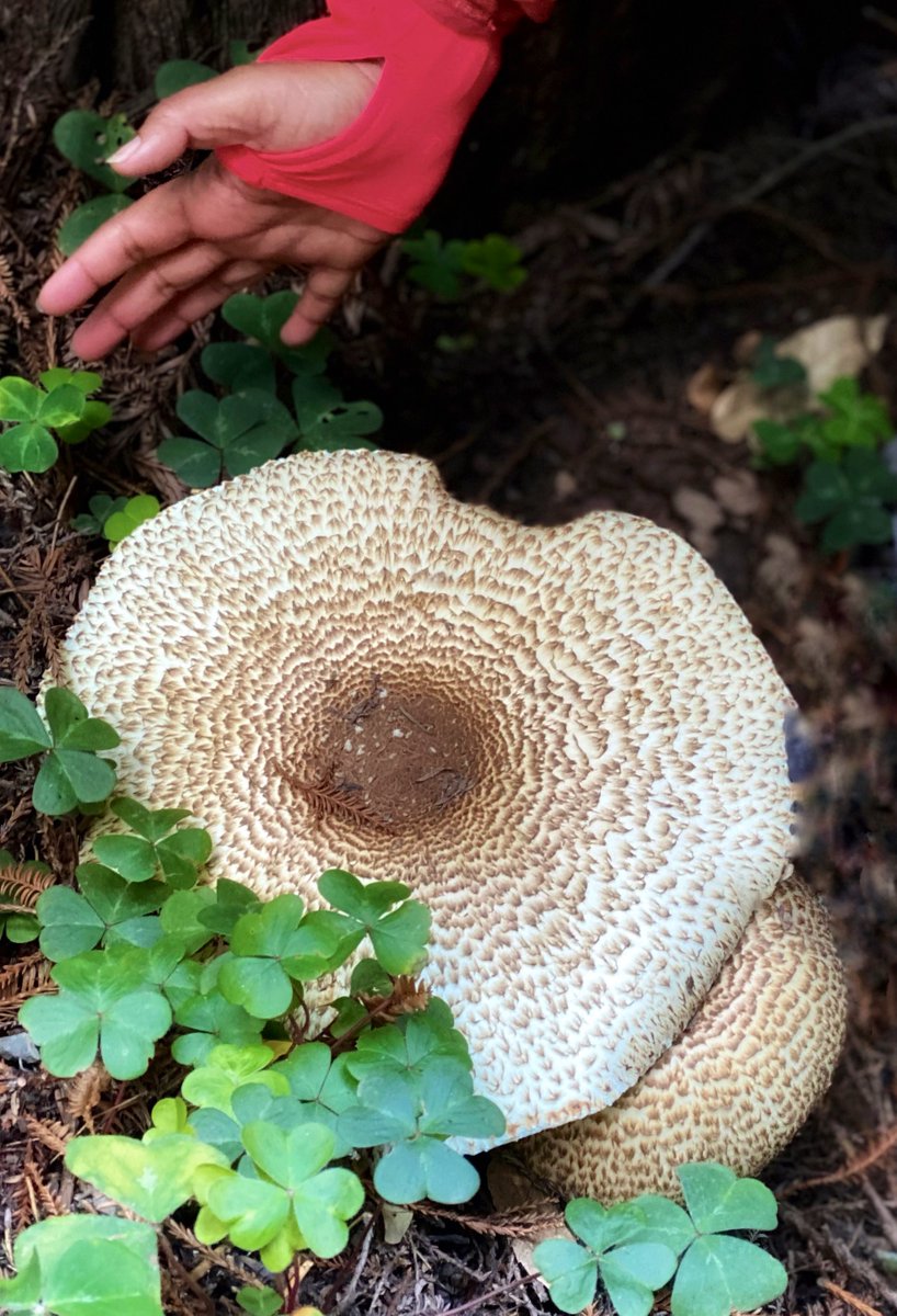 absolutepepper's tweet image. #shroomboom is happening. They’re popping all over &amp;amp; they’re huge ..came across these along the #Bootjack trail #BayArea #MuirWoods #Mushrooms #California #nature #fungi #NaturePhotography #getoutside #outdoors #hiking #forest @VisitCA #wetseason #mushroomtwitter #mycology