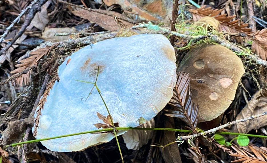 absolutepepper's tweet image. #shroomboom is happening. They’re popping all over &amp;amp; they’re huge ..came across these along the #Bootjack trail #BayArea #MuirWoods #Mushrooms #California #nature #fungi #NaturePhotography #getoutside #outdoors #hiking #forest @VisitCA #wetseason #mushroomtwitter #mycology