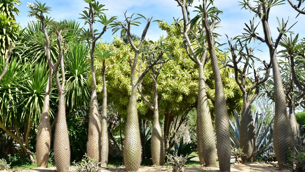 Pachypodium is a genus of succulent trees and shrubs native to Madagascar and other parts of Africa. Internationally, it is protected by CITES. This means that to be imported and exported between nations, special permits are required.