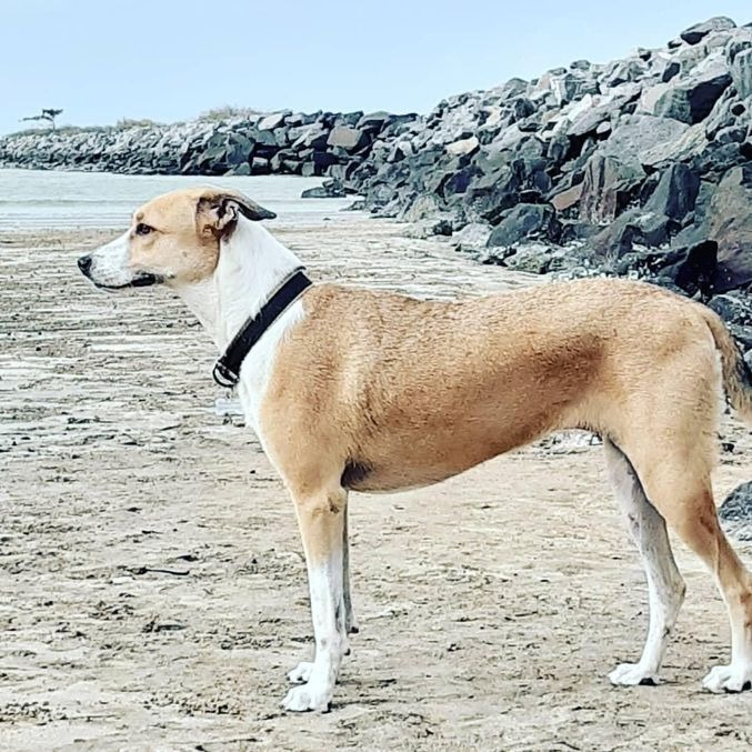 #SP: Ainda é procurada a cachorrinha que desapareceu na última quarta-feira (15) durante uma conexão no Aeroporto de Guarulhos, em São Paulo, em um voo que seguia para Santa Catarina.  
📸: Cadela desaparecida, Pandora