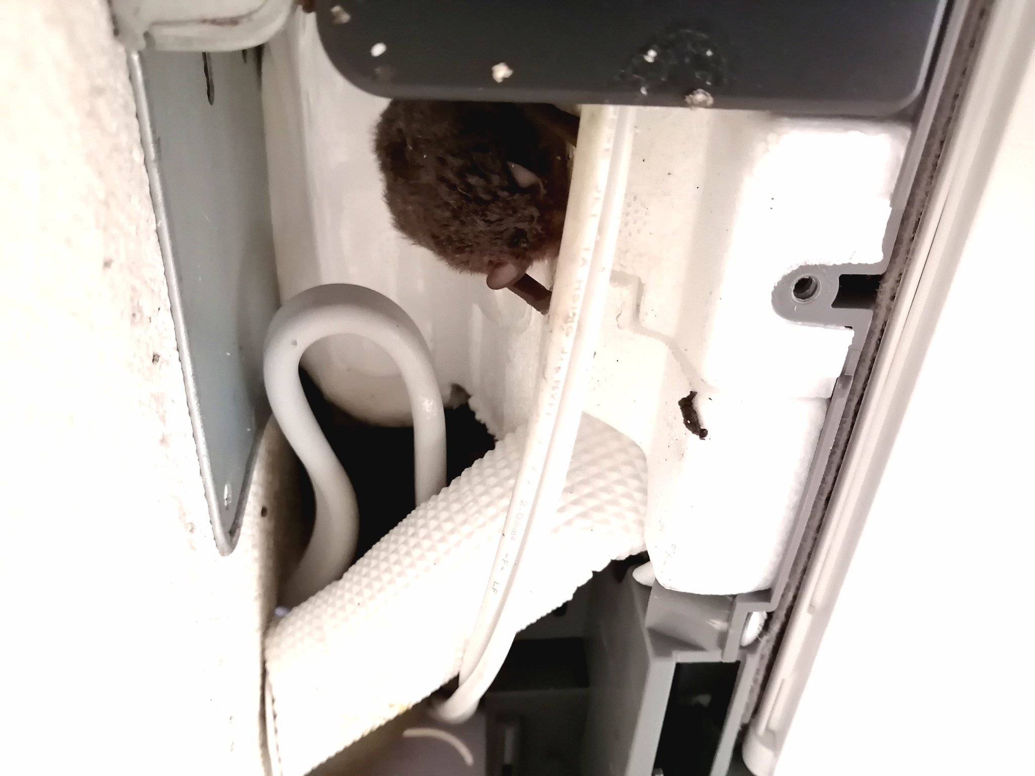 安心 駆除屋さん エアコンの中から鳴き声がするとのことで駆除作業のご依頼がありました エアコンを分解するとピンポン玉ほどの 大きさのコウモリが4頭 越冬するためにどこからか来たのでしょう 小さな隙間から思わぬ生き物が侵入してくる事を勉強させて