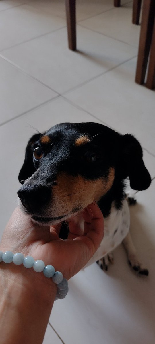 NPolvilho's tweet photo. Ela está aprontando algo para mim, ela coloco todos meus paninhos e cama para lava. Isso sempre é banho. Que não seja! 🦊😢🚿
Para minha fã número 1: @Clinicapsiqui
Te promovi querida humana amante de animais. https://t.co/kiWVaClfcA https://t.co/WWh1aZOpxf