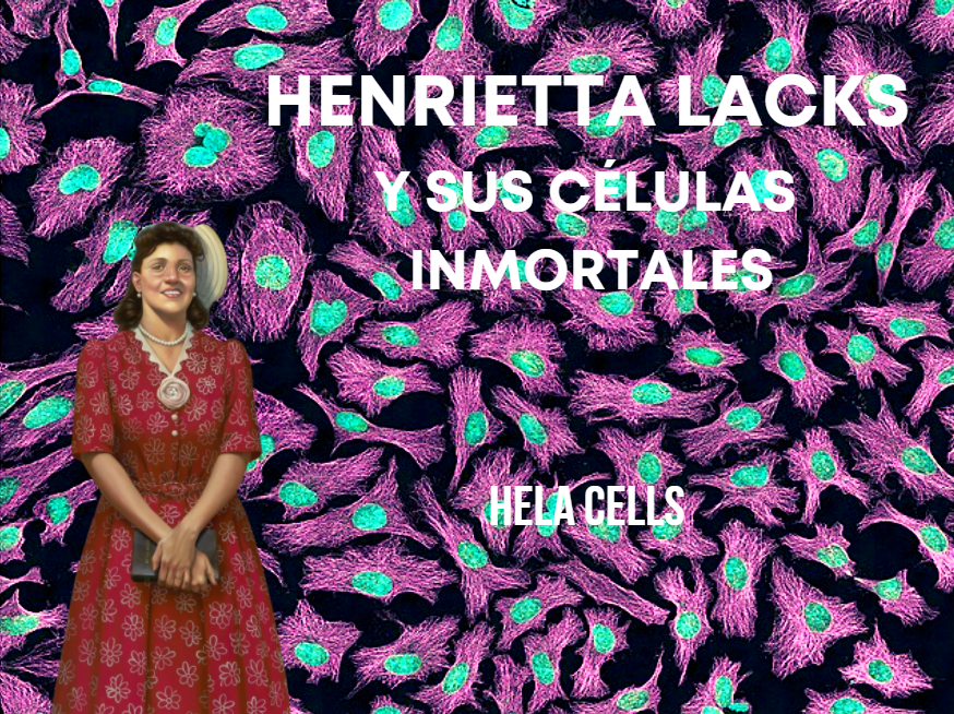 Hace 70 años una mujer afroamericana murió de cáncer cervical. Sus células🦠 han hecho posibles algunos de los descubrimientos más importantes de la medicina moderna, como la vacuna del #VPH o de la #COVID19 💉
Nuevo artículo en <a href="/masallaplacer/">Más Allá del Placer</a> 👀👇
masalladelplacer.com/henrietta-lack…