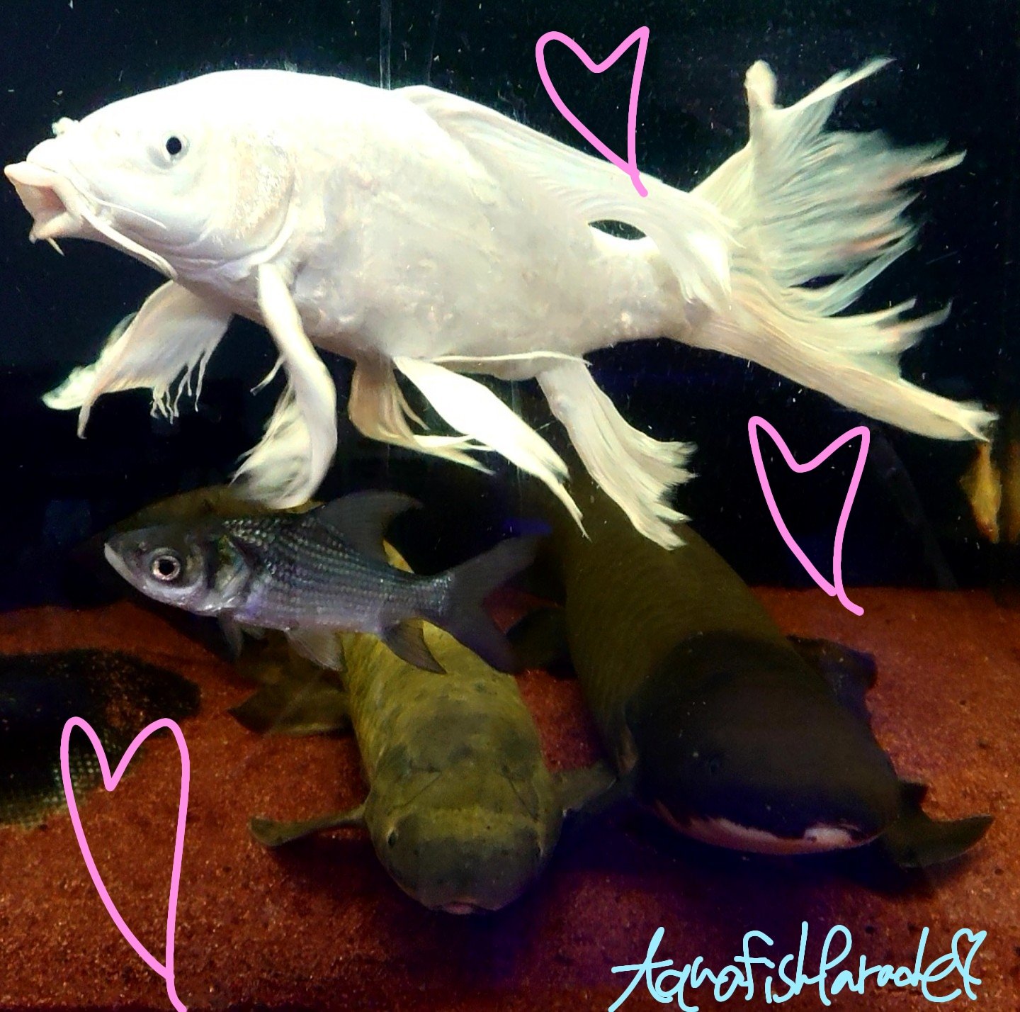 古代魚ネオケラ大好き ネオケlove Uopii Aquarium Twitter