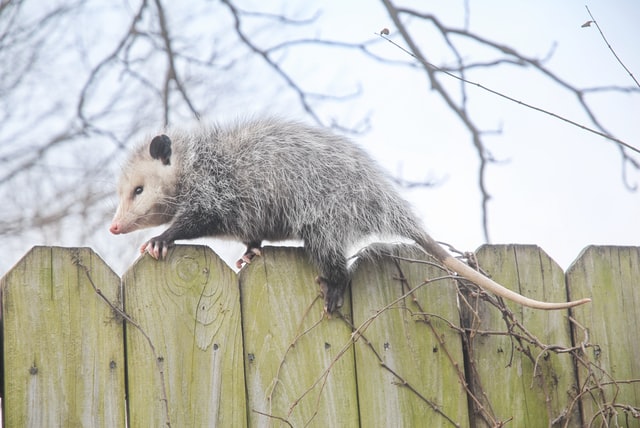 ProStaffPest's tweet image. When you see a marsupial in your yard, you may wonder, is that a possum or an opossum? Read our latest blog to find out: ow.ly/JJzs50Hgu8l