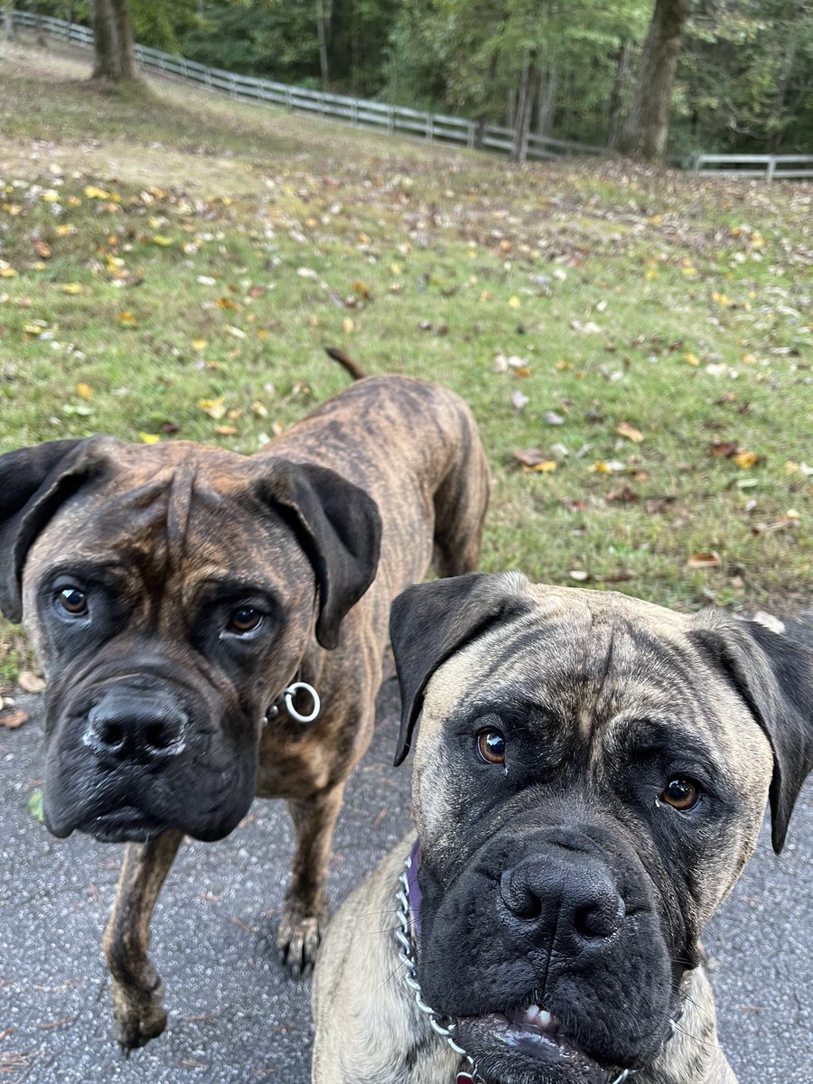LouisLlpbowen's tweet image. No #TongueOutTuesday for these two. Coco and Mocha . But Happy Tuesday anyway. @doliva9107 @MelodiePariseau @drjean_neuro @SjCattledog @dogcelebration