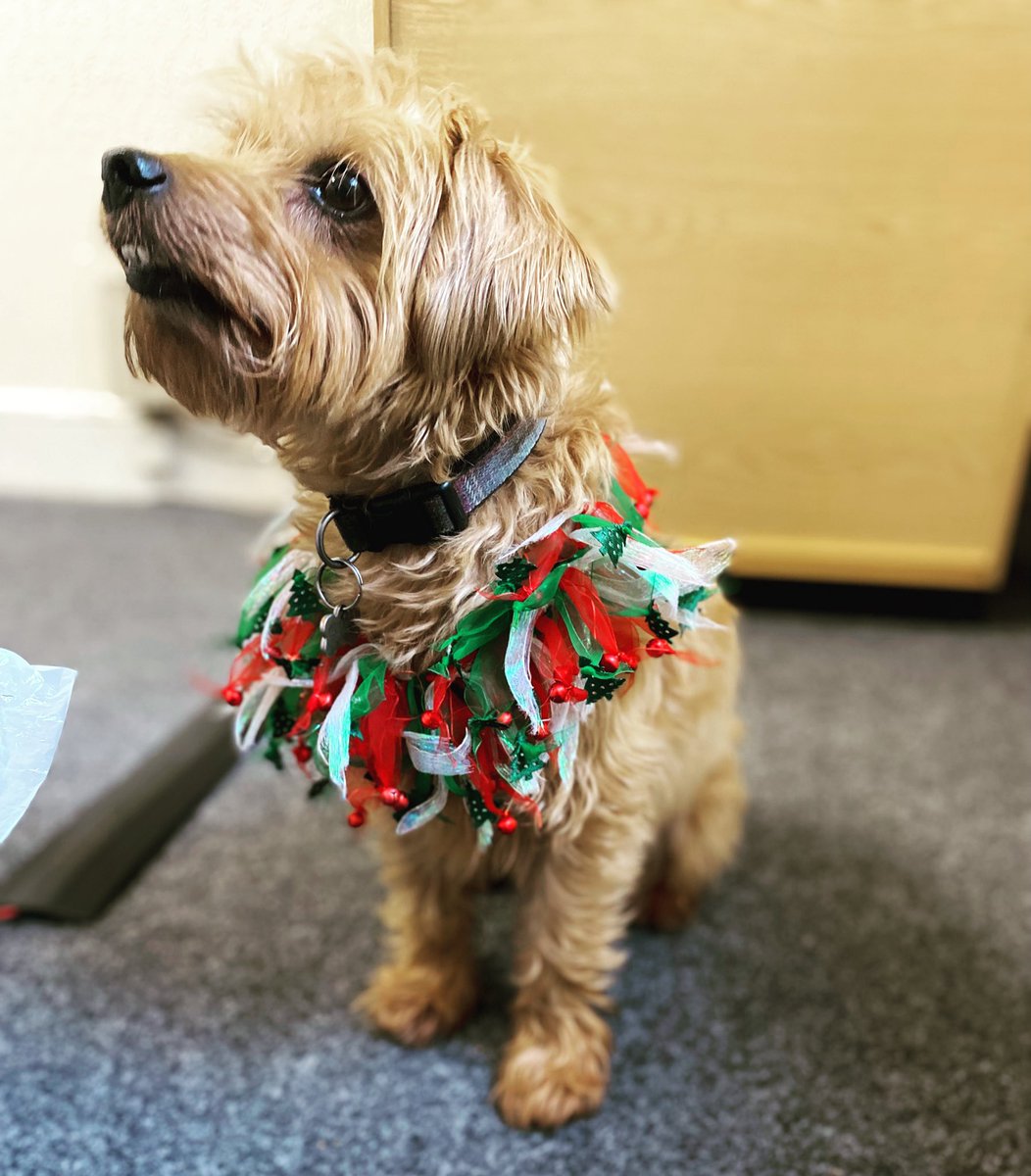 Hospice pat dog. Mainly providing comfort to staff and volunteers 💛 He comes to visit you in your office to check you are ok.  
#PrimroseHospice #Dogsatwork