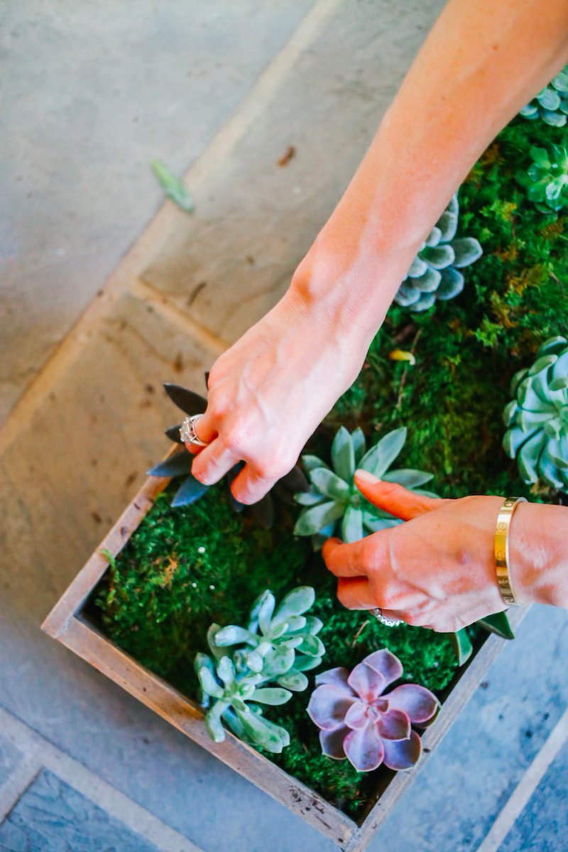 How would you organize an indoor succulent garden? This how-to article suggests purchasing plants of different sizes and colors for variety! goo.gl/G9jafR
