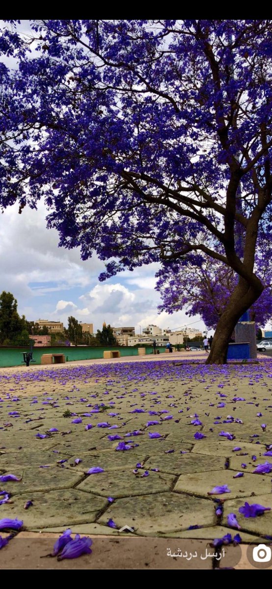 ‏ ‏✰ التواقه ♡ ‏ ‏ tweet media