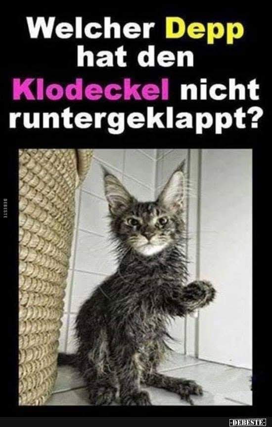 PanzerKittyTV's tweet photo. Katzen sind einfach die Besten 😀😀 #katze https://t.co/rsJQ19spAg