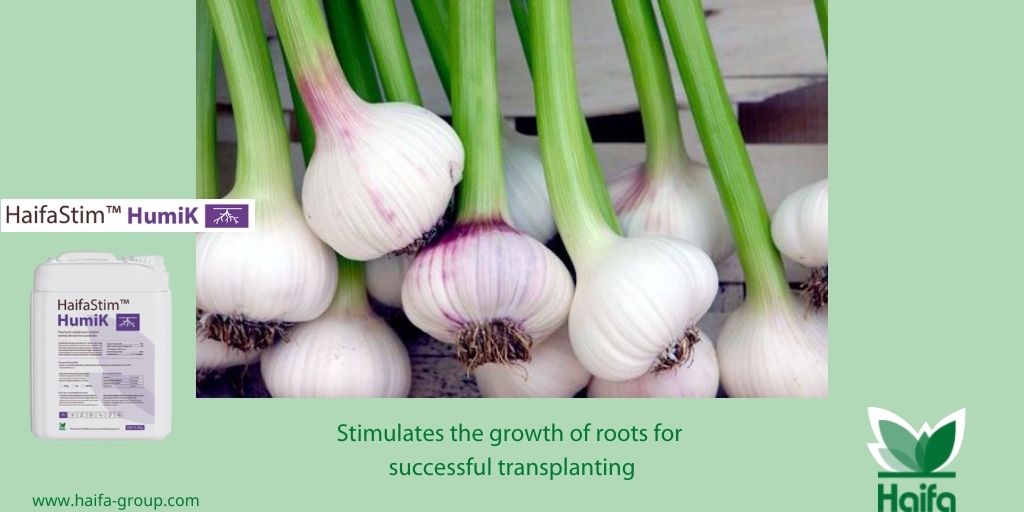 Haifa_SEE's tweet photo. HaifaStim™ HumiK
Stimulates the growth of roots for successful transplanting #Haifa #HaifaStim #Humik
For more information visit our website: https://t.co/iqh5jCze5p https://t.co/SI1fqvIewC