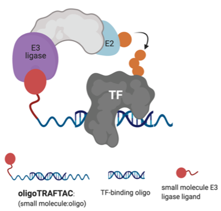 CraigMCrews's tweet photo. Ever wanted to quickly make a #PROTAC degrader of a #TranscriptionFactor? Check out our latest generation of TRAFTACs- just a TF binding sequence dsDNA oligo coupled to our VHL ligand. PoC studies degraded Myc and #brachyury. https://t.co/X1TbzwP3qu https://t.co/6dzZ4C0O0j