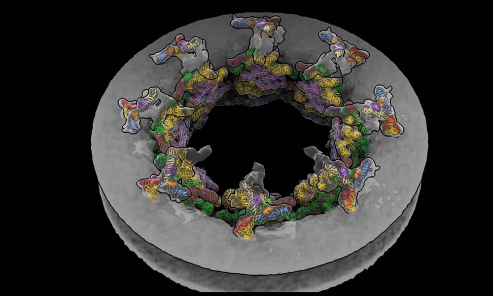 EMBL (@embl) on Twitter photo Watching molecules in the cell at atomic resolution:
EMBL Hamburg’s Kosinski Group, <a href="/Beck_Laboratory/">Beck Laboratory</a> & colleagues have visualised how the nuclear pore complex dilates and contracts in living cells, using a newly developed software.
embl.org/news/science/o… Watching molecules in the cell at atomic resolution:
EMBL Hamburg’s Kosinski Group, <a href="/Beck_Laboratory/">Beck Laboratory</a> & colleagues have visualised how the nuclear pore complex dilates and contracts in living cells, using a newly developed software.
embl.org/news/science/o…