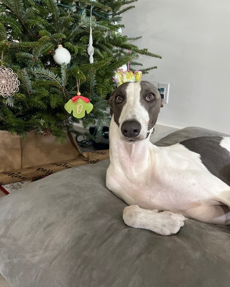 SoHo Hound tweet media