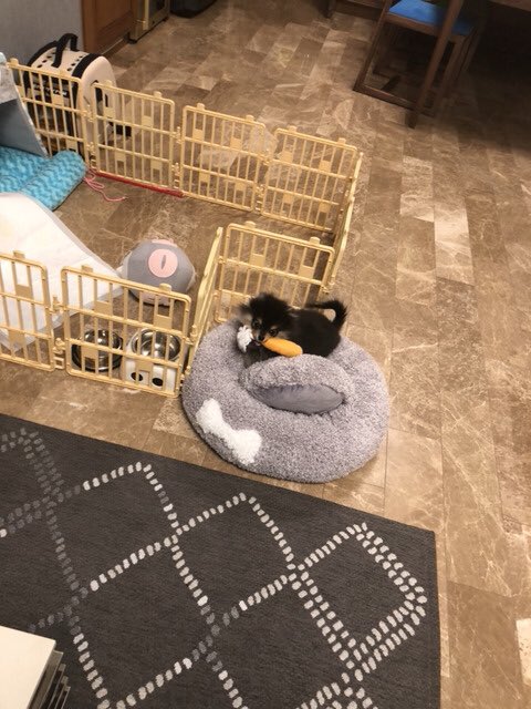 kooksmaniac's tweet photo. REMEMBER THAT ONE TIME WHEN YEONTAN GOT ALL SULKY WHEN TAEHYUNG CAME HOME AFTER 2 DAYS FROM JAPAN TOUR SO HE GAVE HIM A TOY AND THEY BECAME FRIENDS AGAIN ,, TANNIE MISSED HIS DAD :'] https://t.co/8PiAtoJ7oh