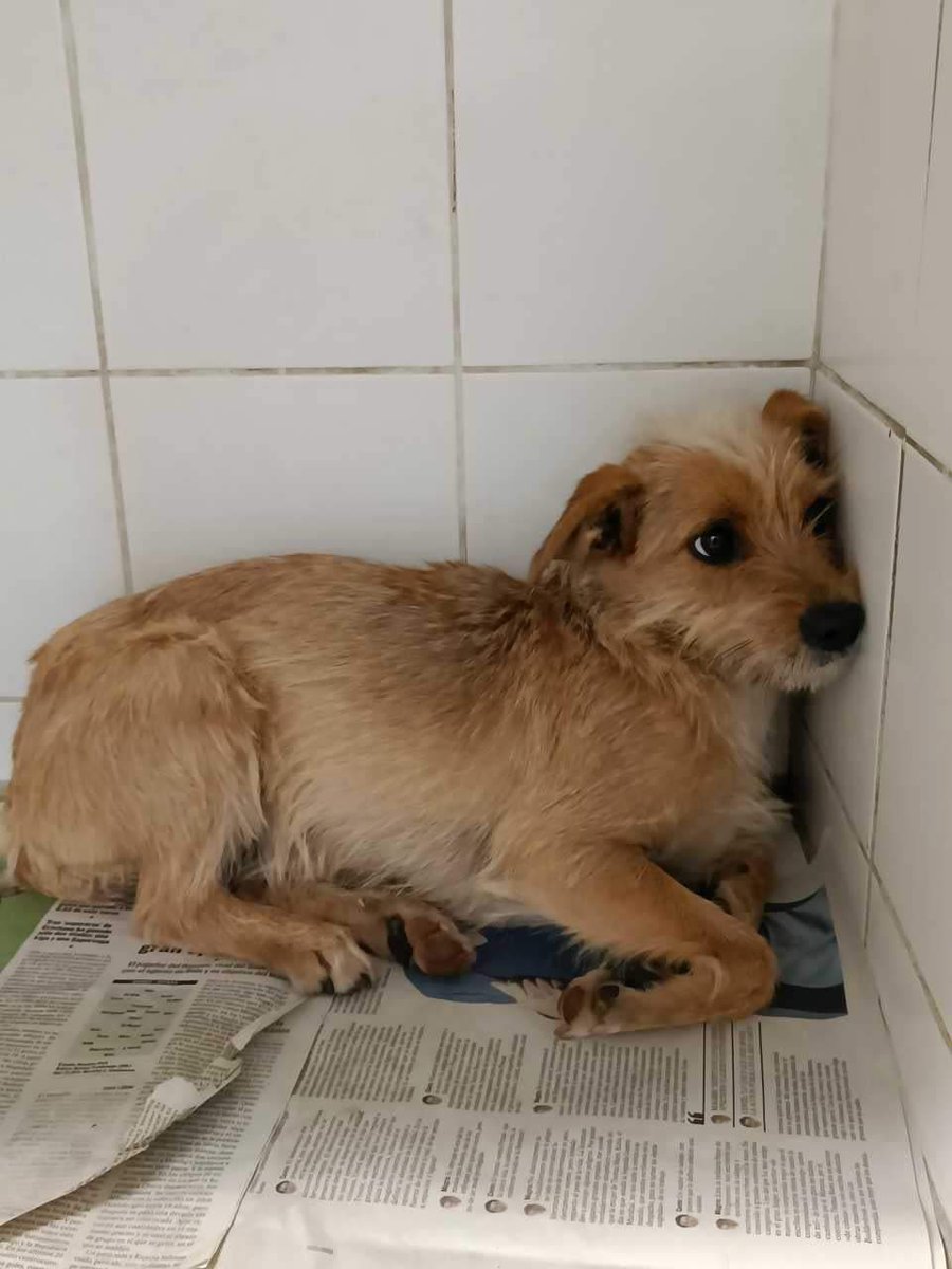 TenerifeAnimal's tweet photo. Encontrado en el Teide, está en el Centro de Protección Animal Tierra Blanca. ¿Nos ayudas a difundir?. Gracias https://t.co/2C12926njg