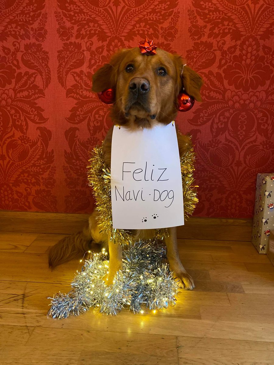 Kim Blaze, Buzz & Bolt🐾 (@lemursrock) on Twitter photo Buzz wishes everyone a.... #FelizNavidad <a href="/CuteGoldens/">Golden Retrievers</a> <a href="/PipTheDog5/">Pip the Golden Retriever 🌈</a> <a href="/GldnRtvrsdotcom/">GoldenRetrievers.com</a> @thedailygolden <a href="/AlllGolden/">Golden Retrievers</a> <a href="/lovergretriever/">Golden Retriever Lovers Community</a> <a href="/GoldenFleeceBar/">The Golden Fleece</a> Buzz wishes everyone a.... #FelizNavidad <a href="/CuteGoldens/">Golden Retrievers</a> <a href="/PipTheDog5/">Pip the Golden Retriever 🌈</a> <a href="/GldnRtvrsdotcom/">GoldenRetrievers.com</a> @thedailygolden <a href="/AlllGolden/">Golden Retrievers</a> <a href="/lovergretriever/">Golden Retriever Lovers Community</a> <a href="/GoldenFleeceBar/">The Golden Fleece</a>