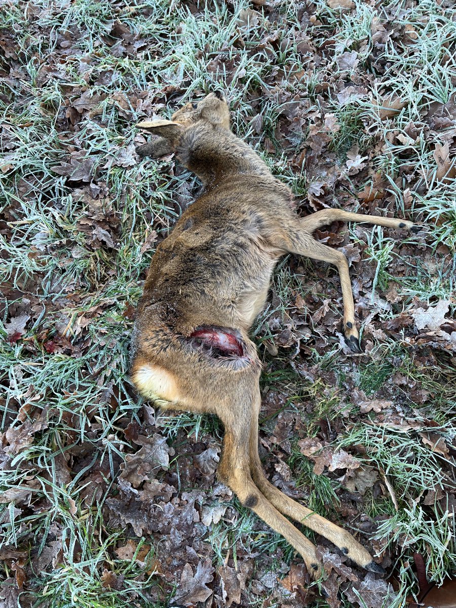 Jan Meesters tweet media